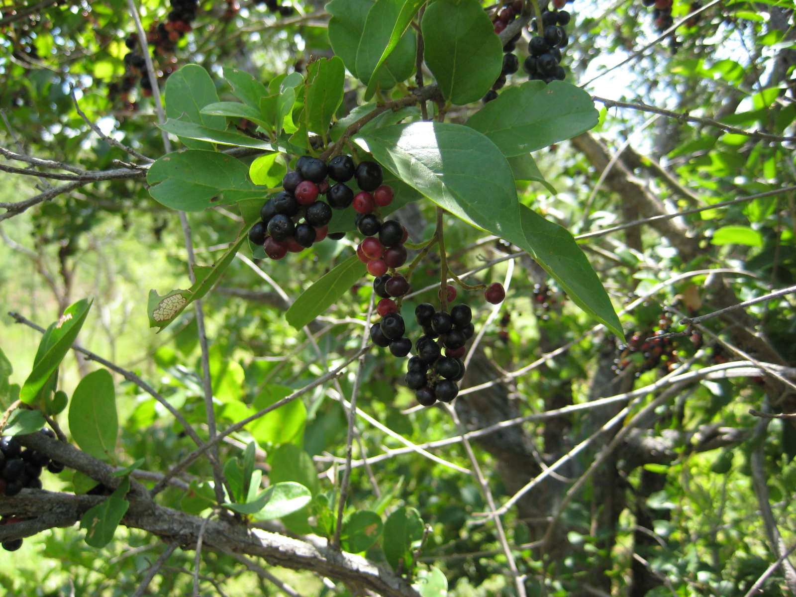 Berries