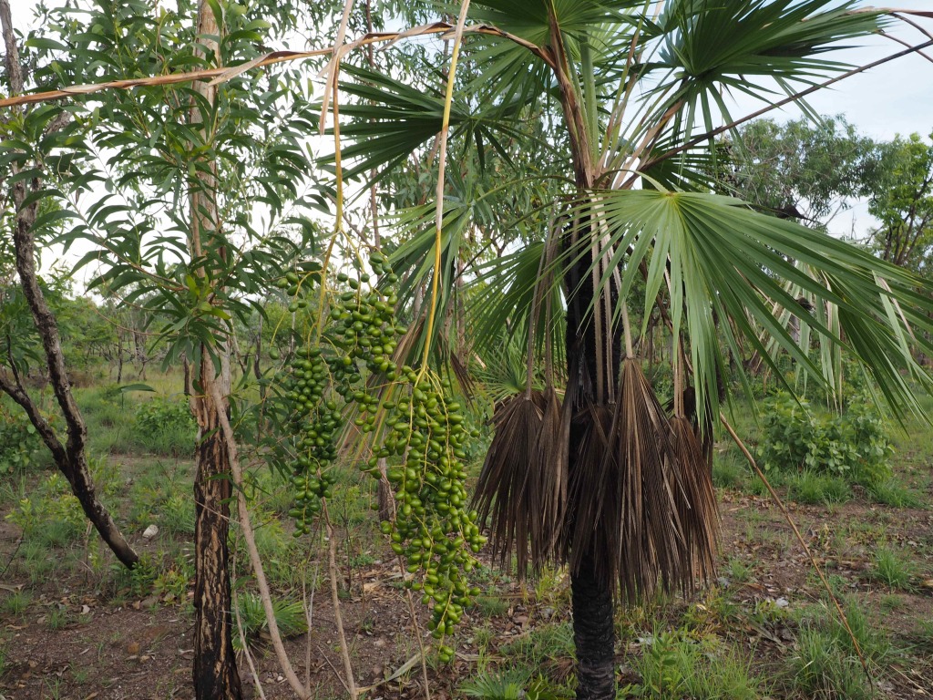 Palm tree with fruits